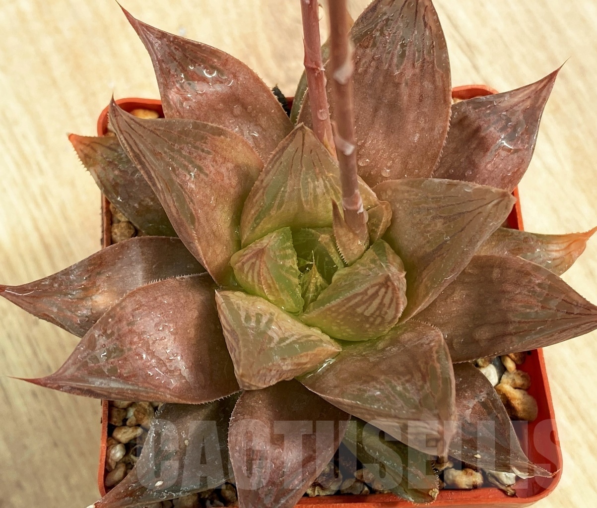 SHPR10603 Haworthia ‘Yuuhi’ leightonii hybrid HLAX-4 ex.