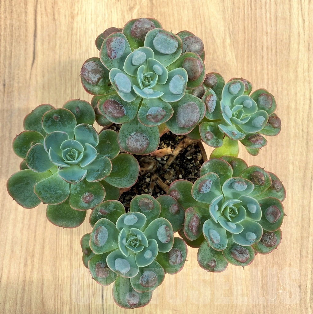 SHPR10609 Echeveria Raindrops PV119
