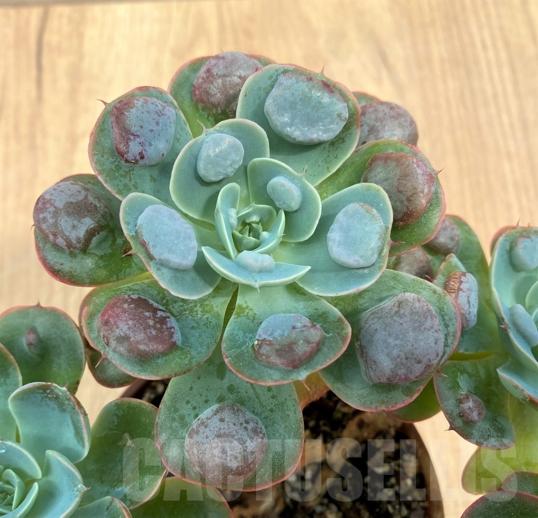 SHPR10609 Echeveria Raindrops PV119 - Image 2