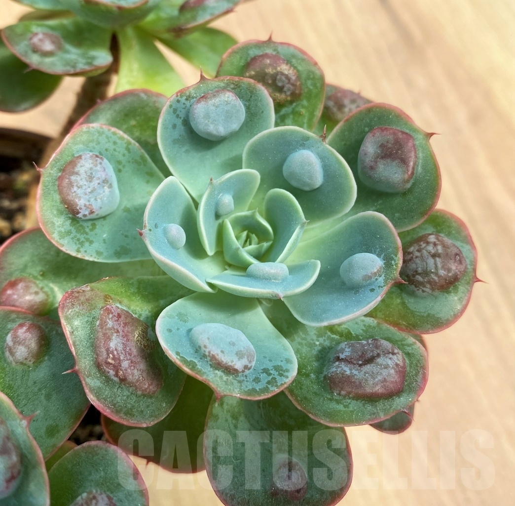 SHPR10609 Echeveria Raindrops PV119 - Image 3