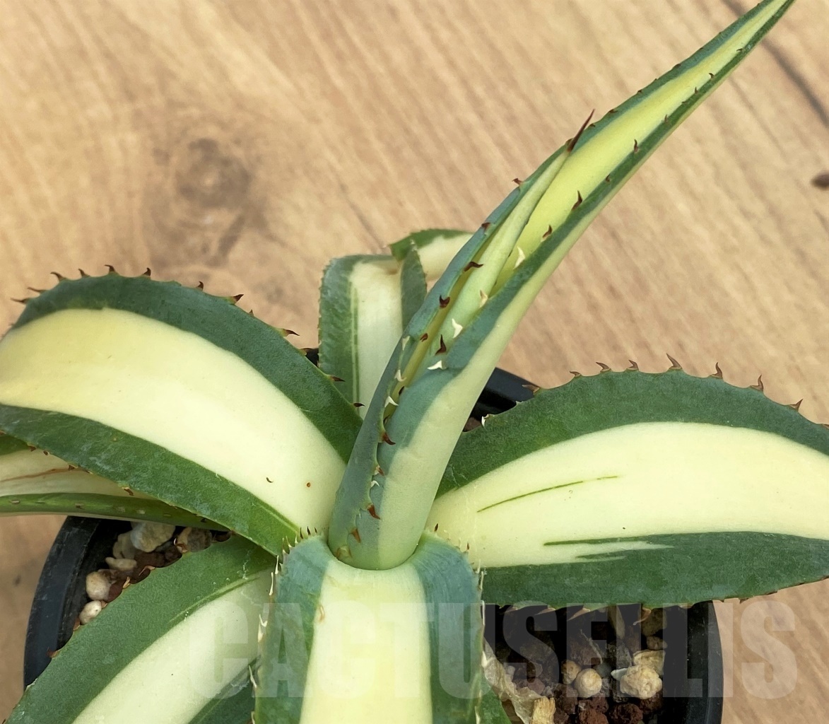 SHPR10612 Agave guiengola 'Medio picta' - Image 2
