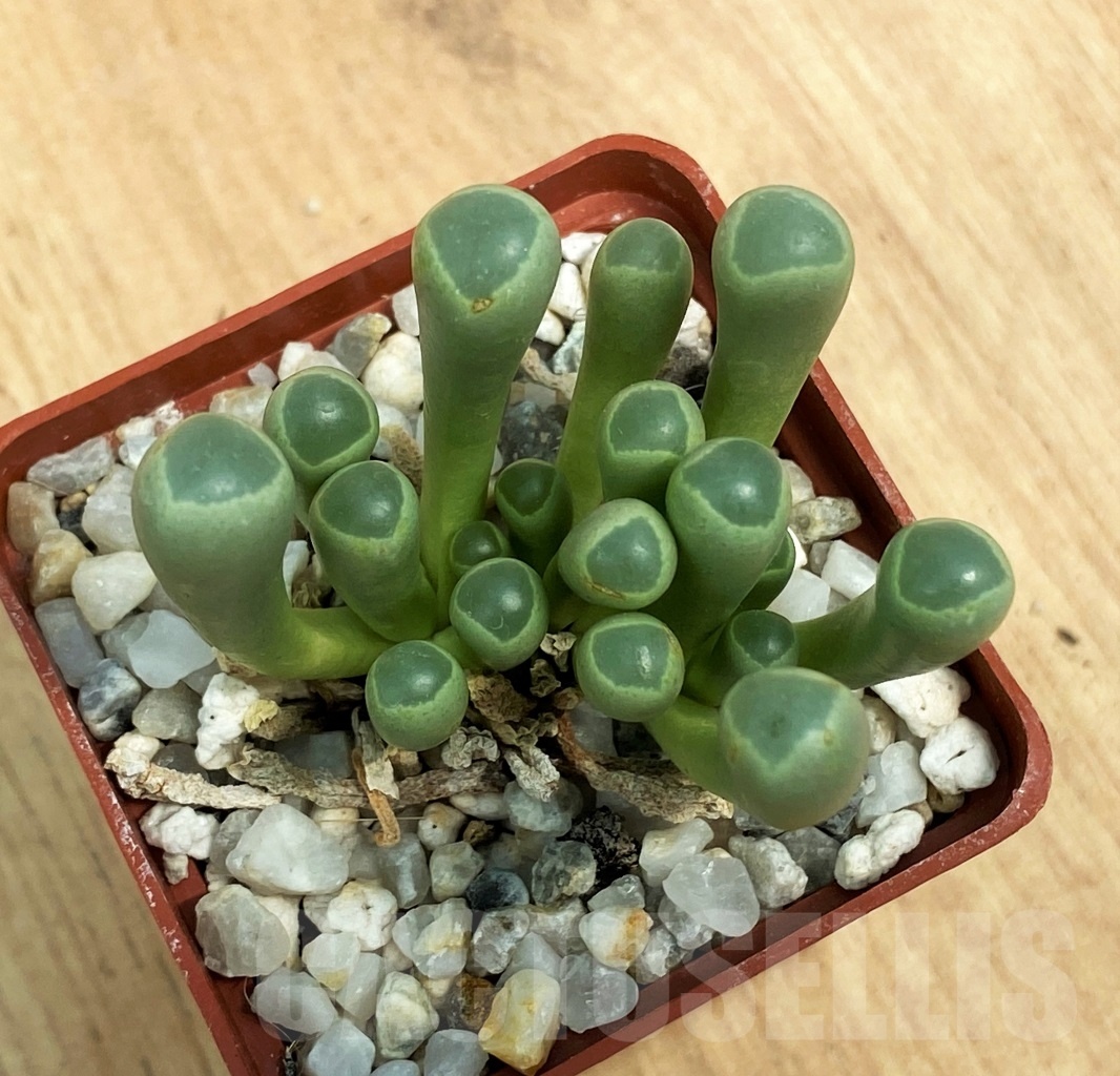 SHPR10614 Fenestraria rhopalophylla - Obrázek 2