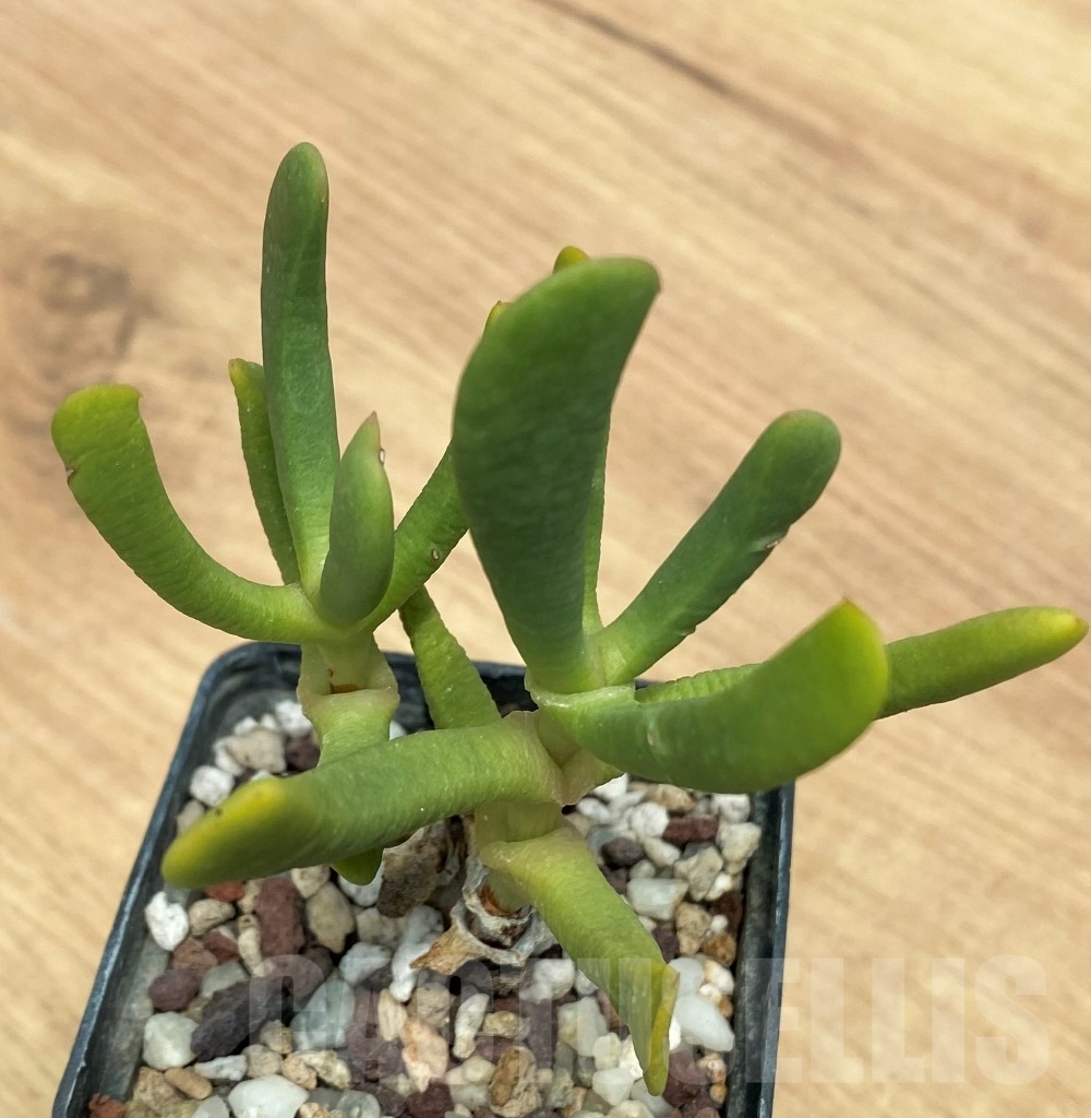 SHPR10640 Bijlia tugwelliae