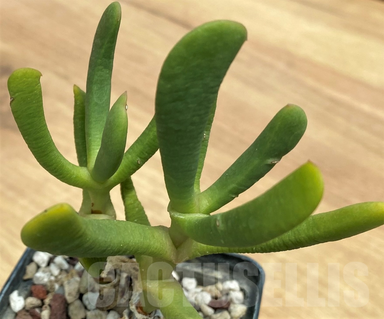 SHPR10640 Bijlia tugwelliae – Image 2