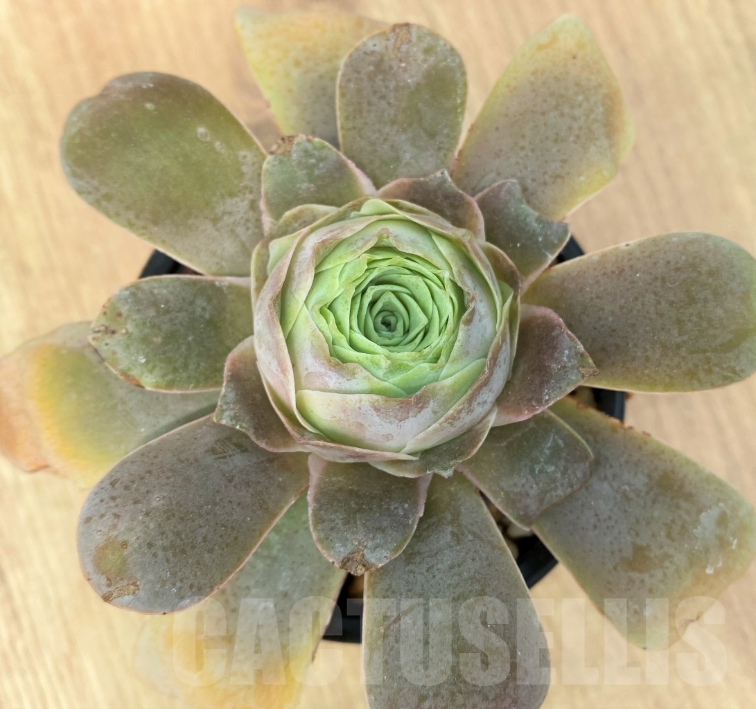 SHPR10653 Greenovia „Princess Laura“ - Image 2