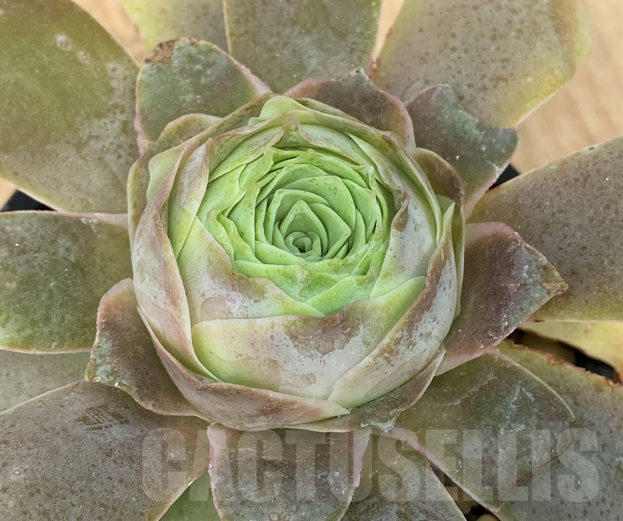 SHPR10653 Greenovia „Princess Laura“