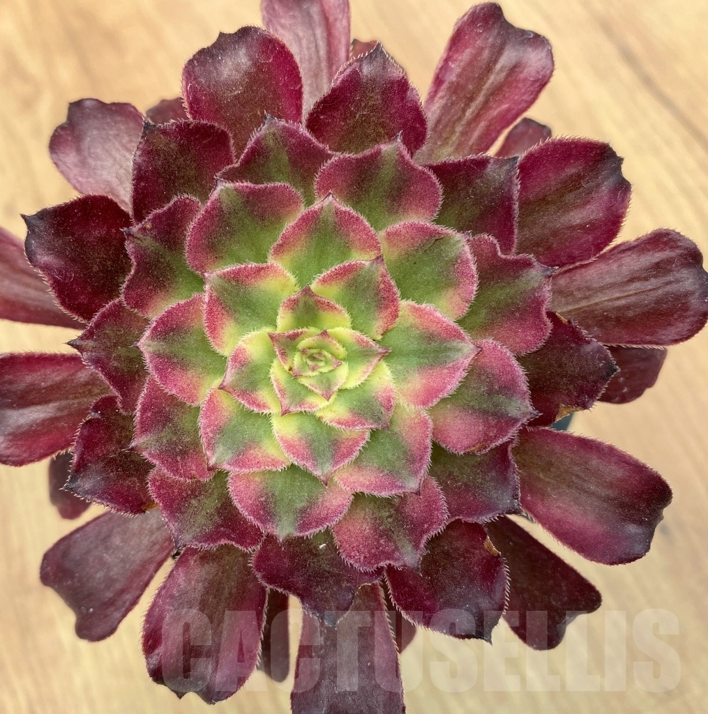 SHPR10642 Aeonium 'Mardi Gras'