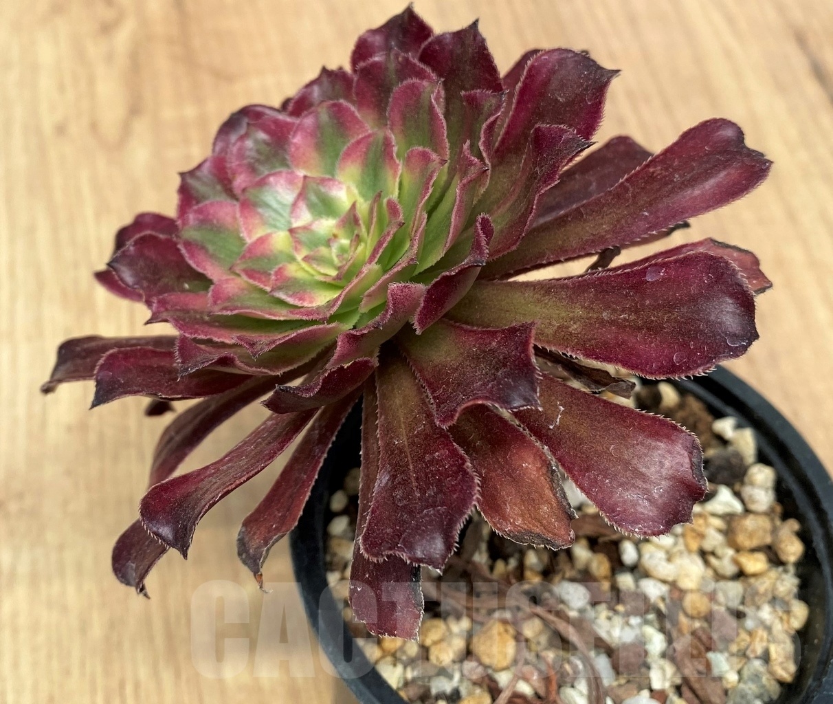 SHPR10642 Aeonium 'Mardi Gras' - Image 2