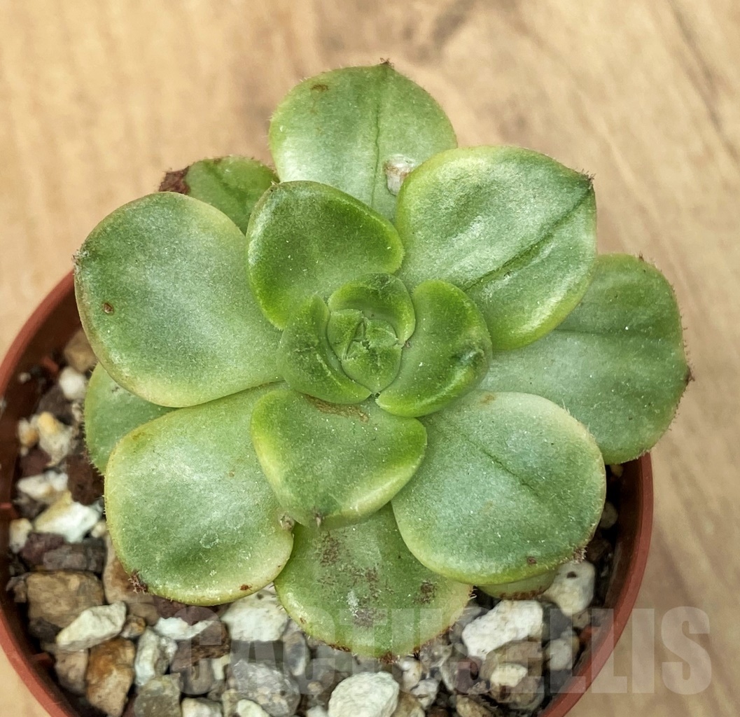 SHPR10643 Sedeveria letizia variegata