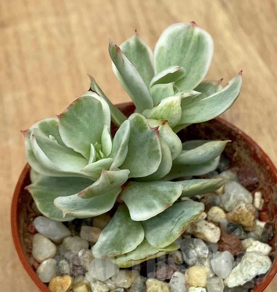 SHPR10644 Echeveria 'Peach Pride' variegata - Image 2