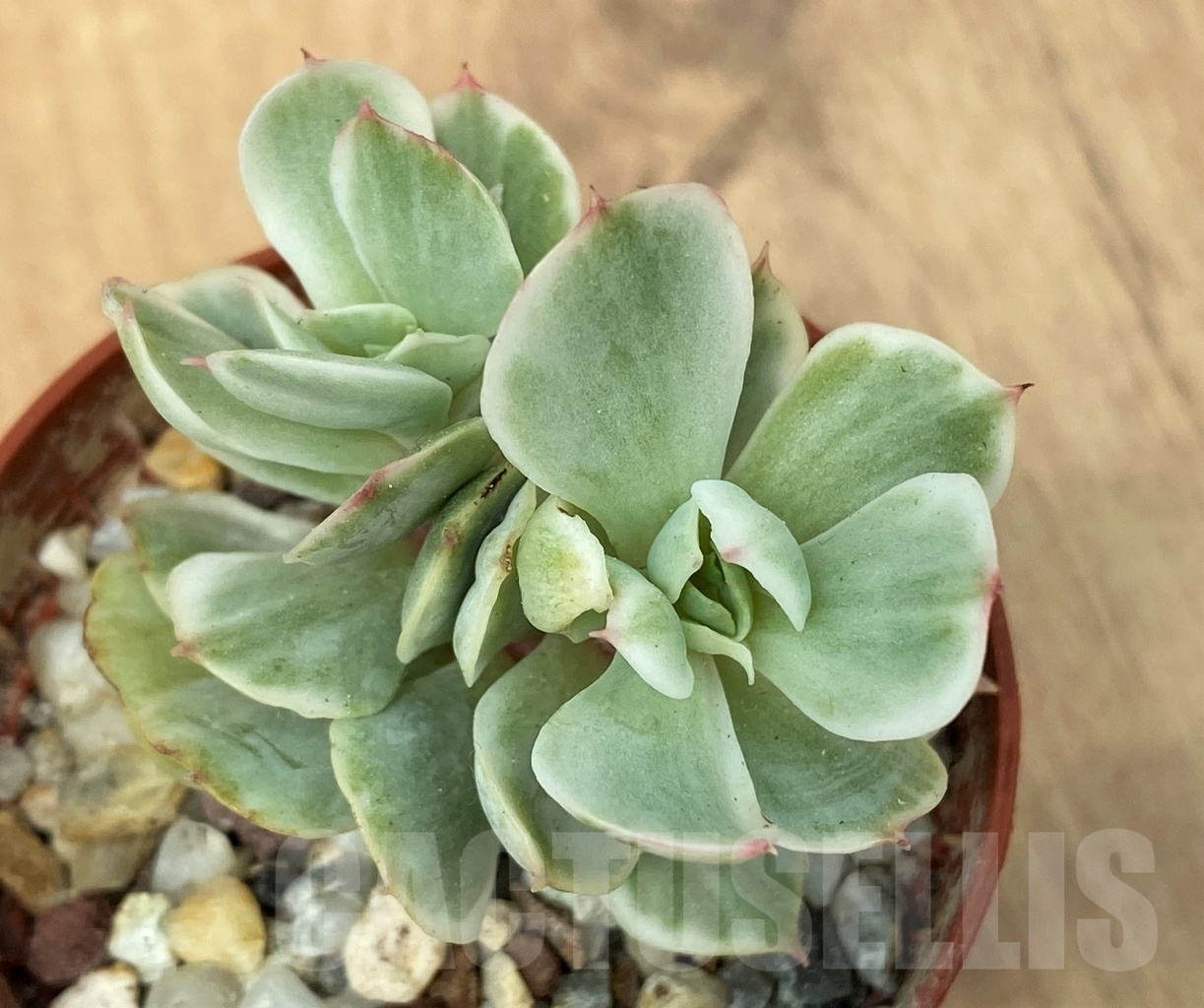 SHPR10644 Echeveria 'Peach Pride' variegata