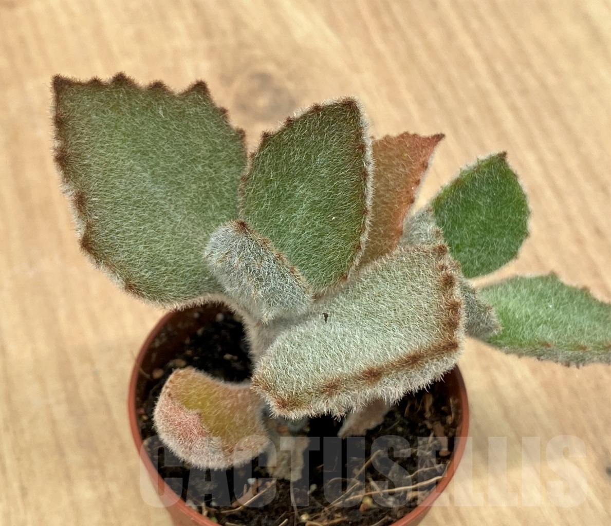 SHPR10646 Kalanchoe beharensis 'Fang'