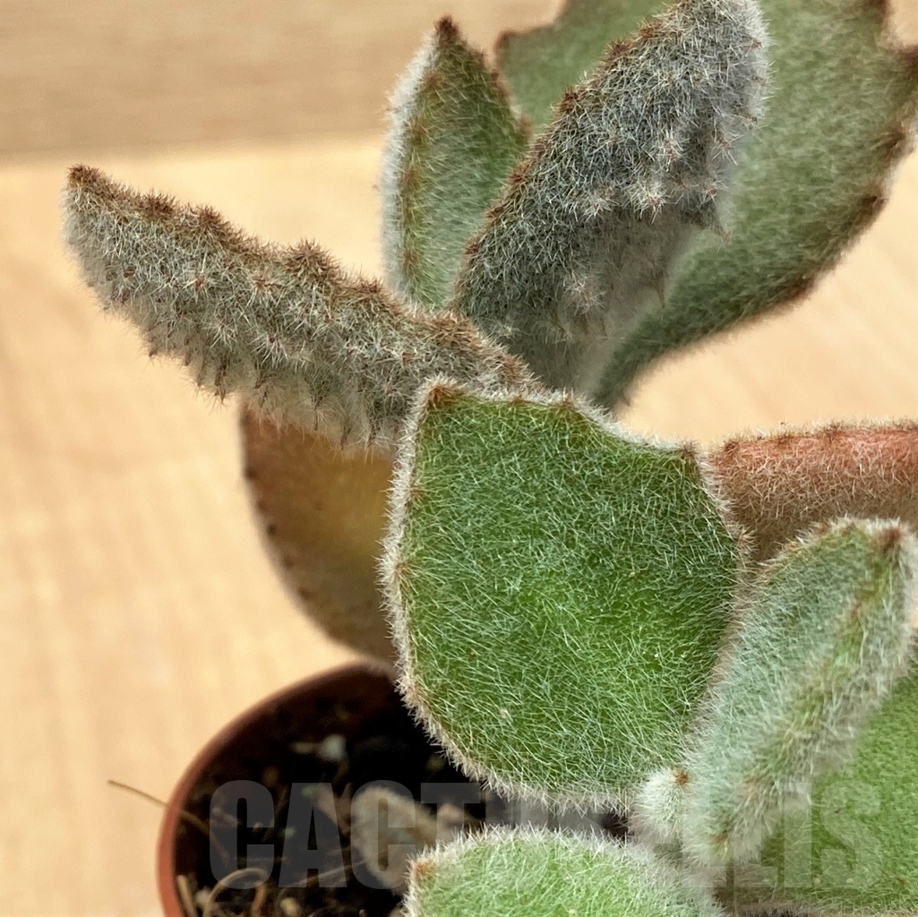 SHPR10646 Kalanchoe beharensis 'Fang' - Image 2