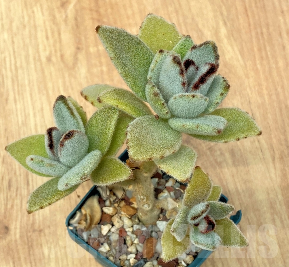 SHPR10647 Kalanchoe tomentosa - Image 2