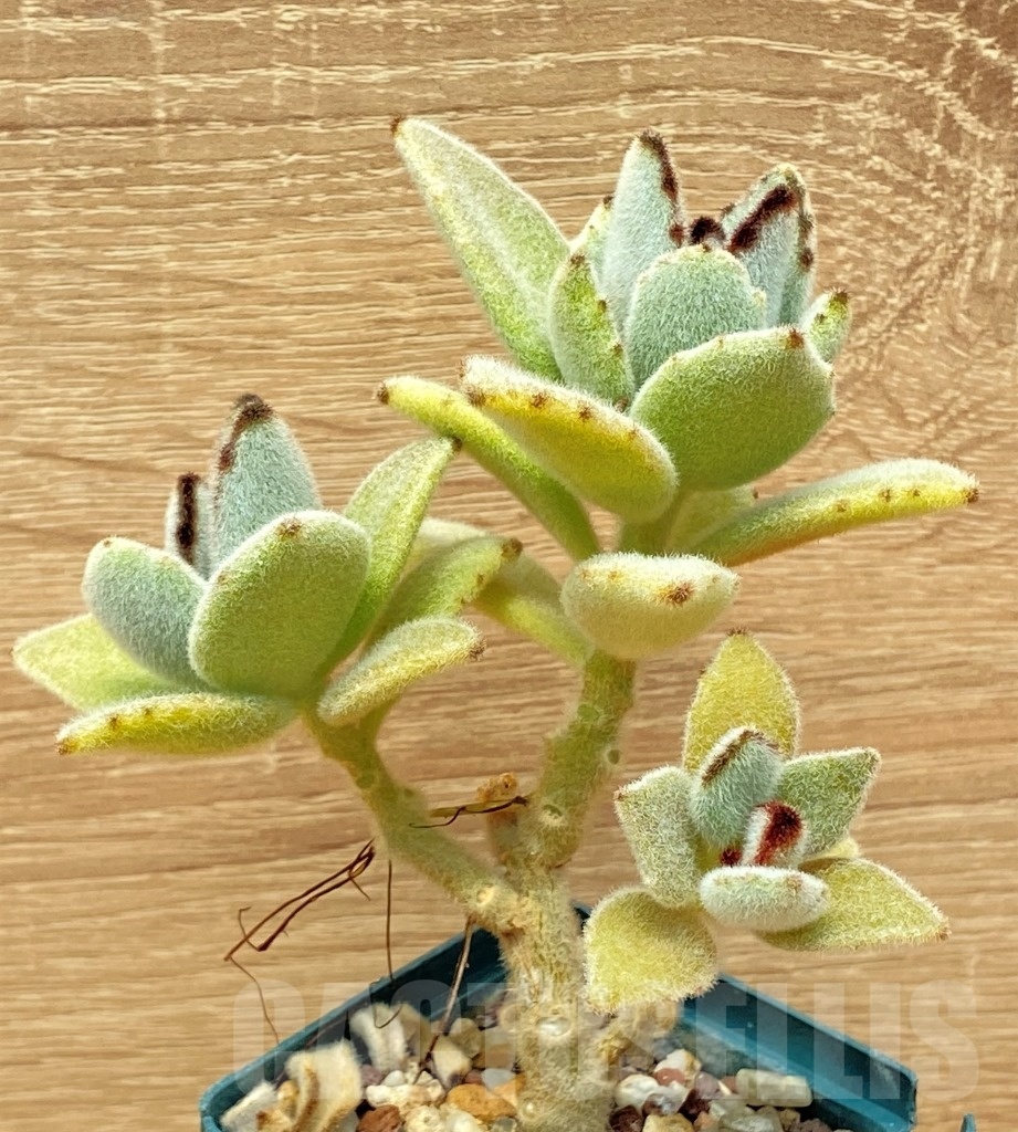 SHPR10647 Kalanchoe tomentosa - Image 3