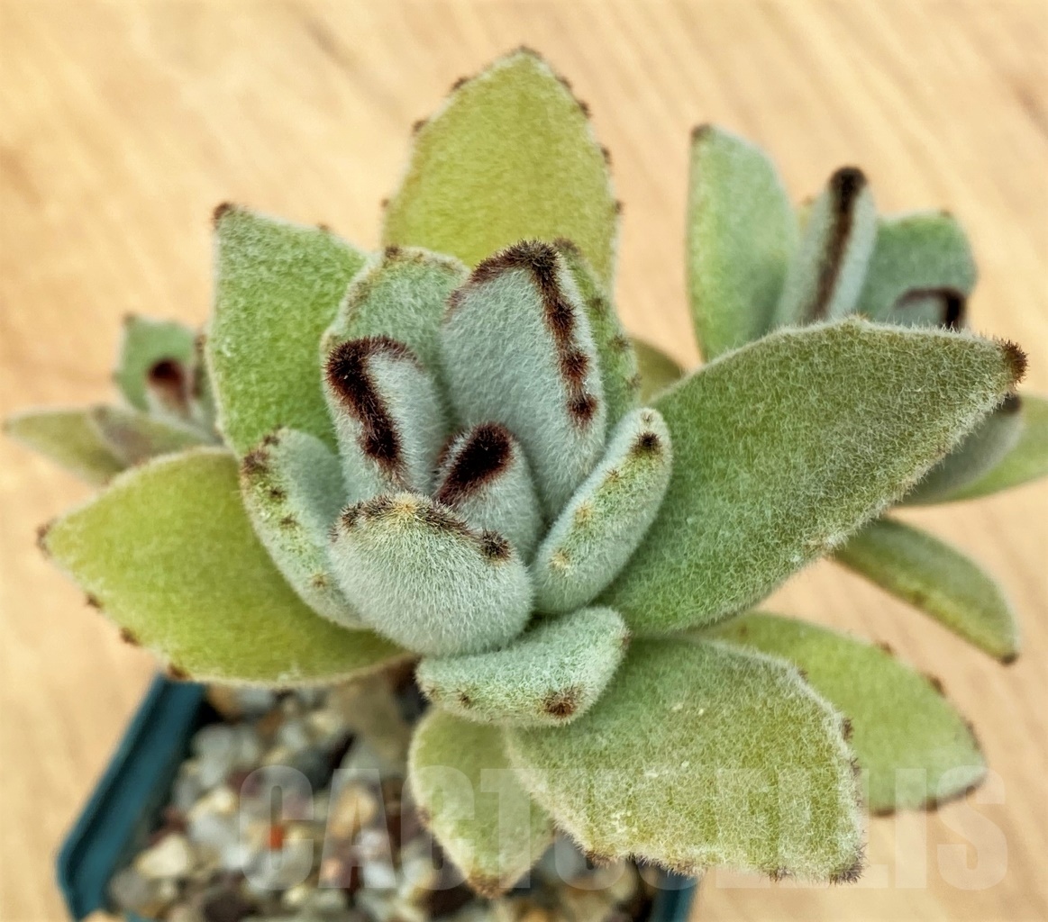 SHPR10647 Kalanchoe tomentosa