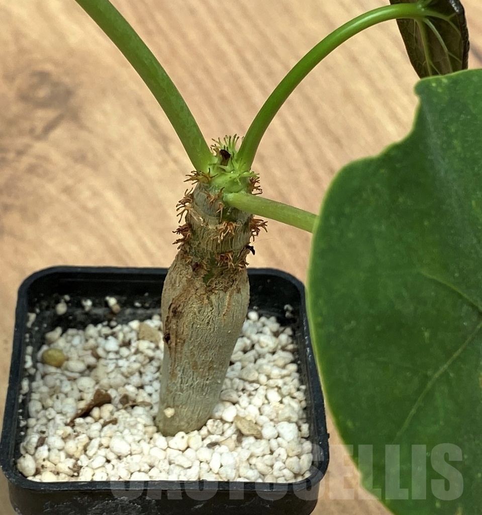 SHPR10648 Jatropha podagrica - Image 2