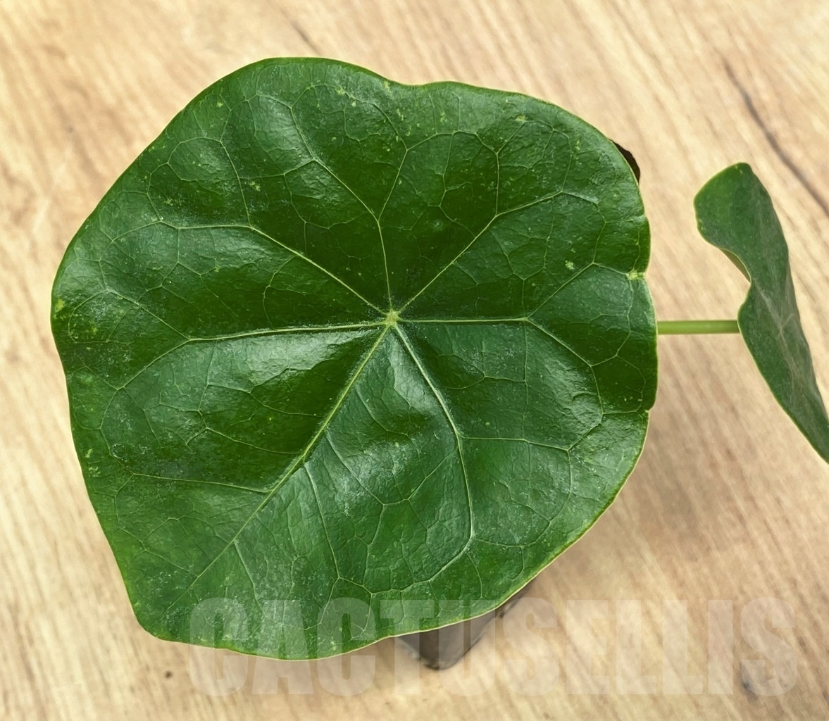 SHPR10648 Jatropha podagrica - Image 3