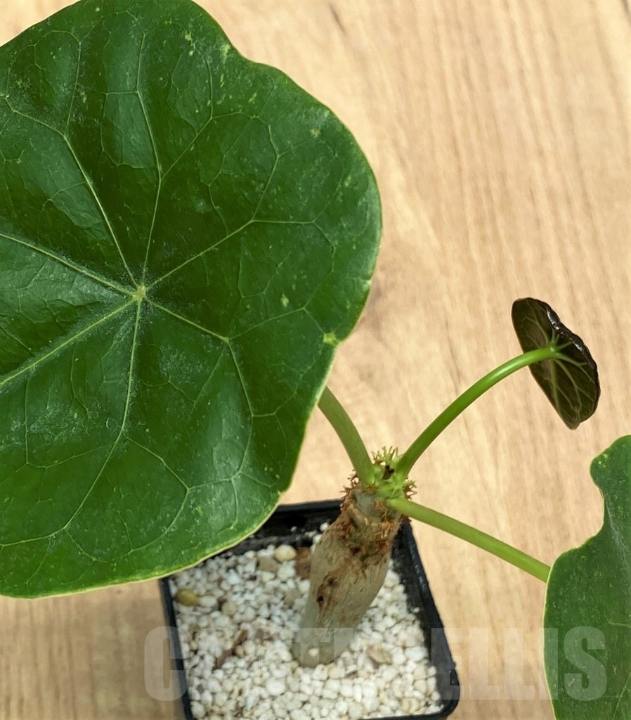 SHPR10648 Jatropha podagrica