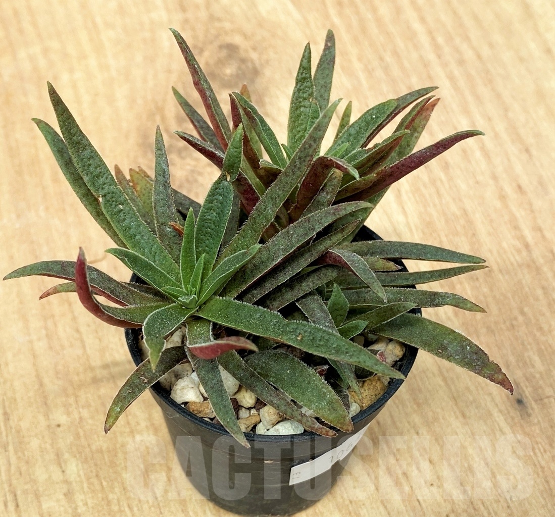 SHPR10649 Crassula exilis ssp. schmidtii - Image 3