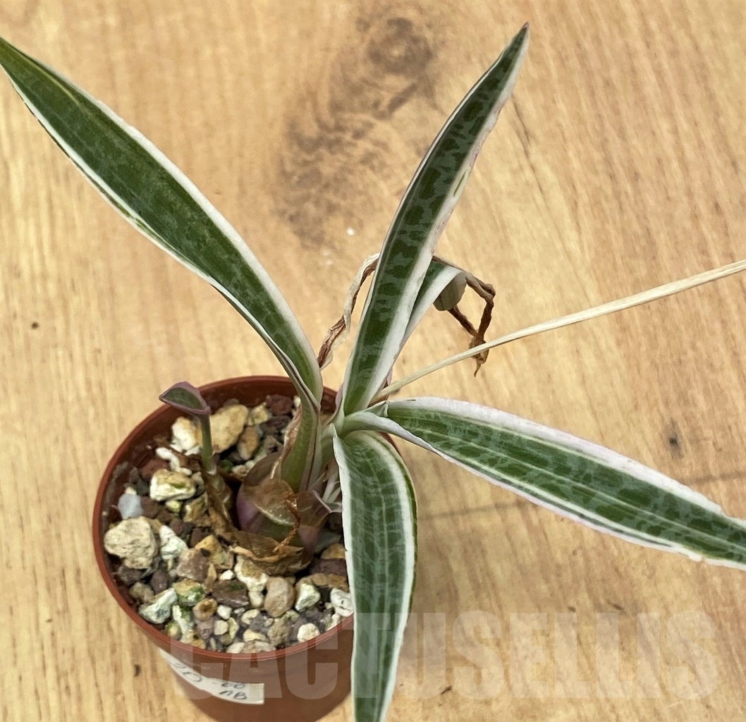 SHPR10651 Ledebouria socialis f. variegata