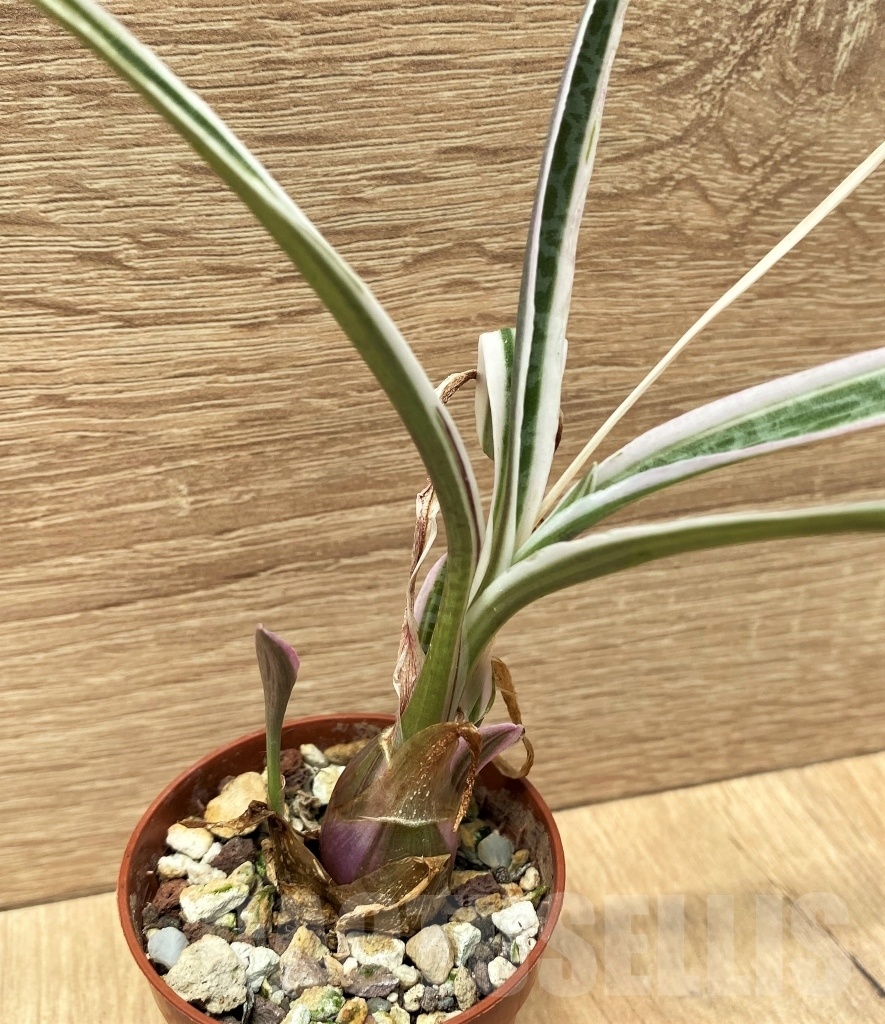 SHPR10651 Ledebouria socialis f. variegata - Image 2