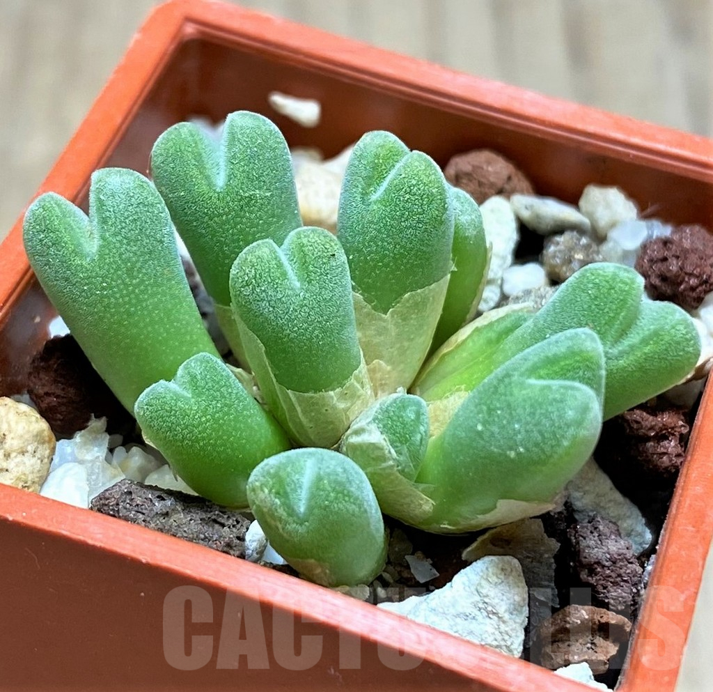 SHPR10752 Conophytum hians VD 5581, COP 119-045