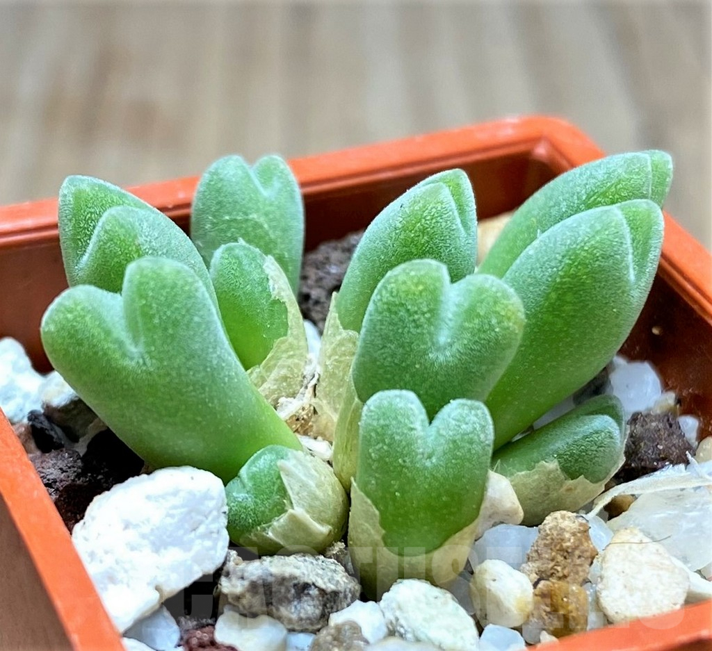 SHPR10752 Conophytum hians VD 5581, COP 119-045 - Obrázek 2