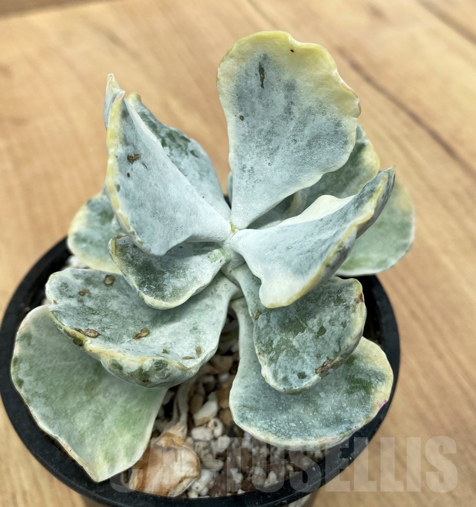 SHPR10652 Cotyledon orbiculata f. variegata - Image 2