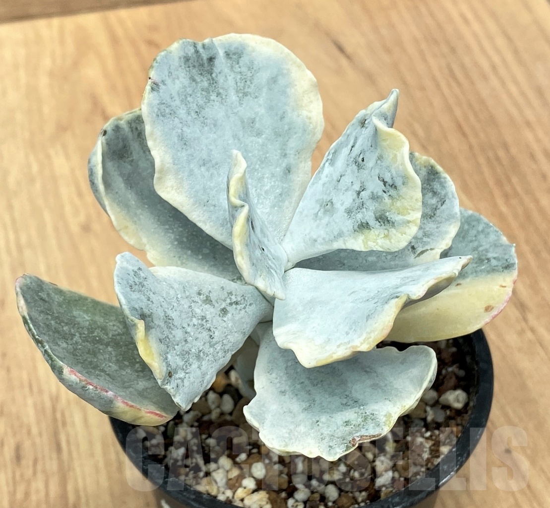 SHPR10652 Cotyledon orbiculata f. variegata