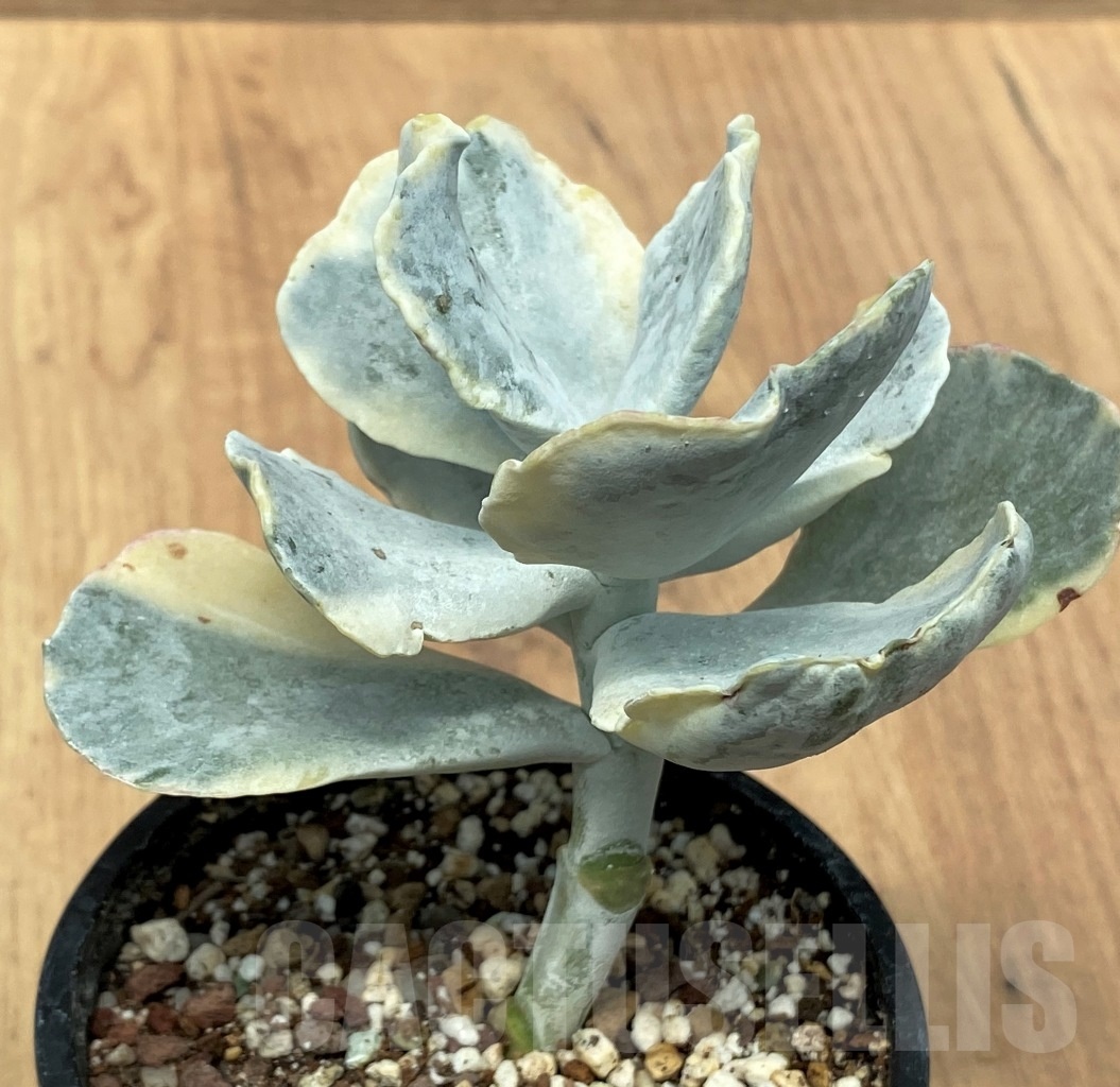 SHPR10652 Cotyledon orbiculata f. variegata - Image 3