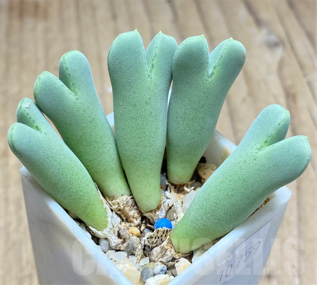 SHPR10759 Conophytum blandum BH21967, Near Geselskapbank - Clonotype - immagine 2