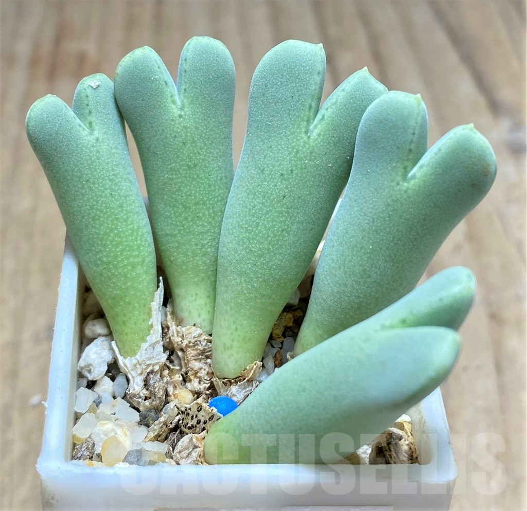 SHPR10759 Conophytum blandum BH21967, Near Geselskapbank - Clonotype