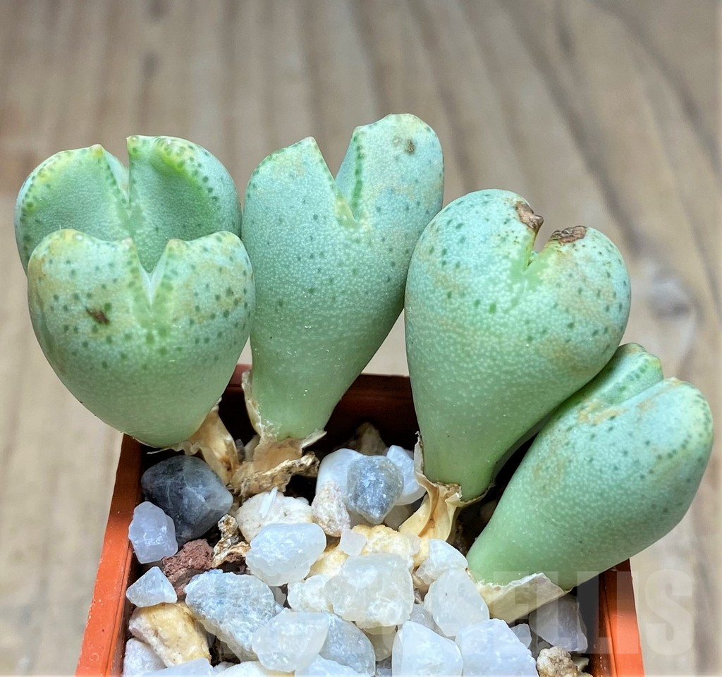 SHPR10762 Conophytum taylorianum subs. ernianum, Clon 2