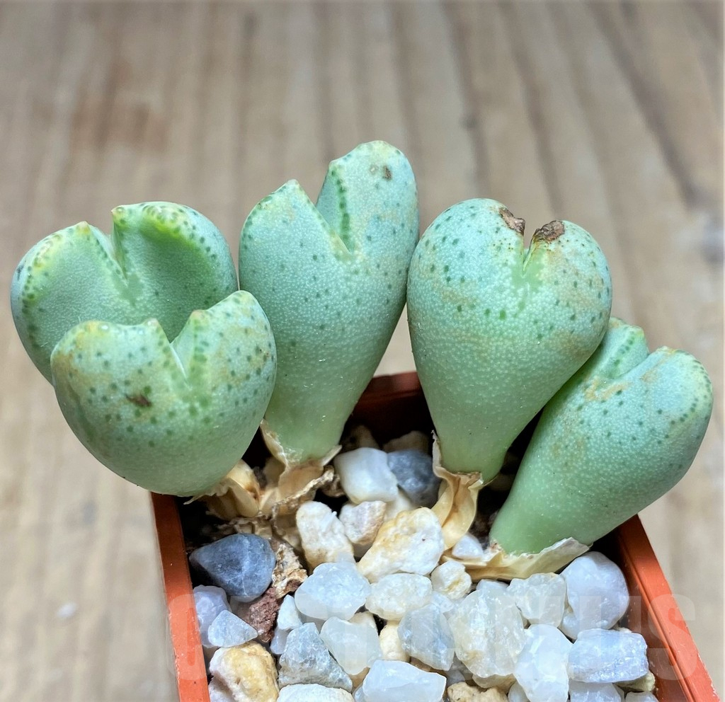SHPR10762 Conophytum taylorianum subs. ernianum, Clon 2 - immagine 2