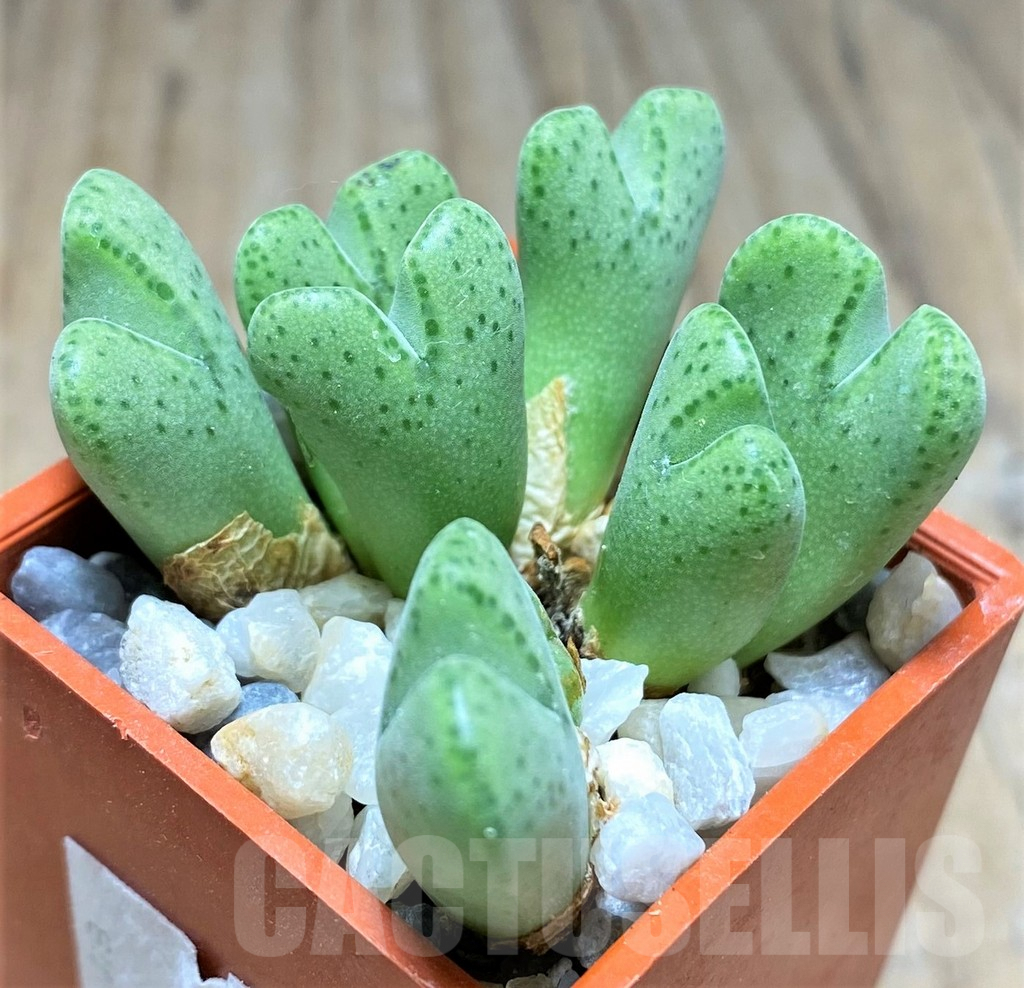 SHPR10802 Conophytum halenbergense LAV24567 - 画像 (2)