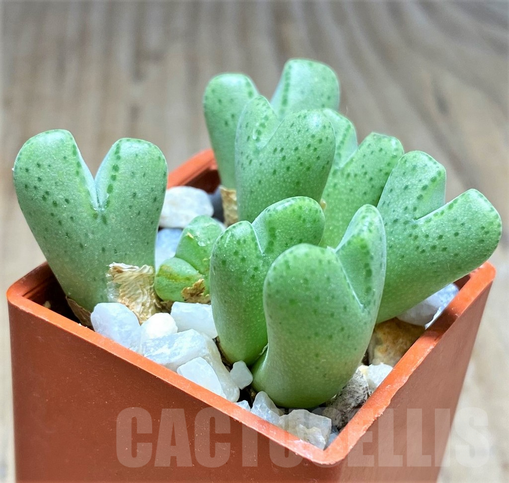 SHPR10802 Conophytum halenbergense LAV24567