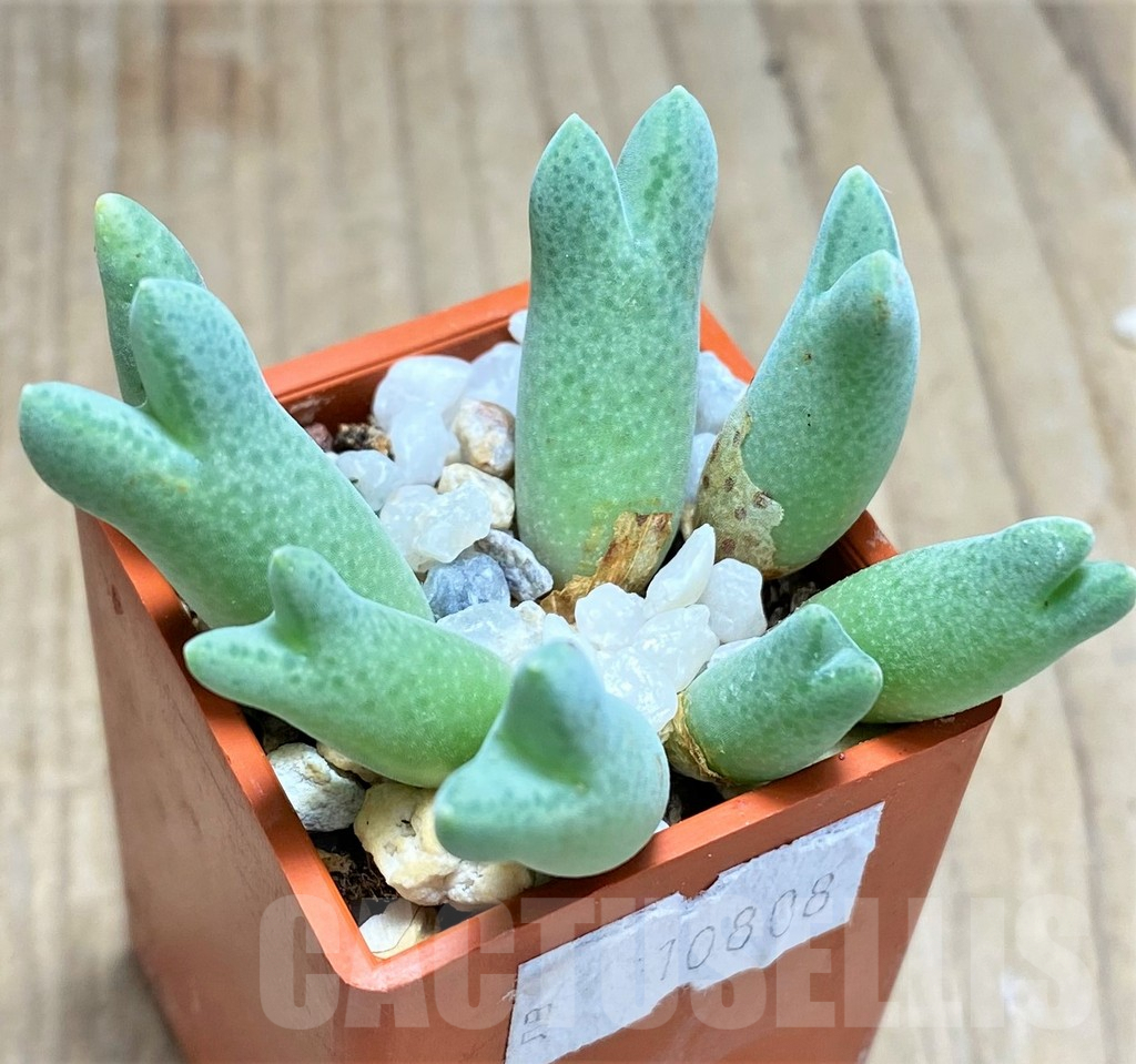 SHPR10808 Conophytum blandum - Obrázek 2