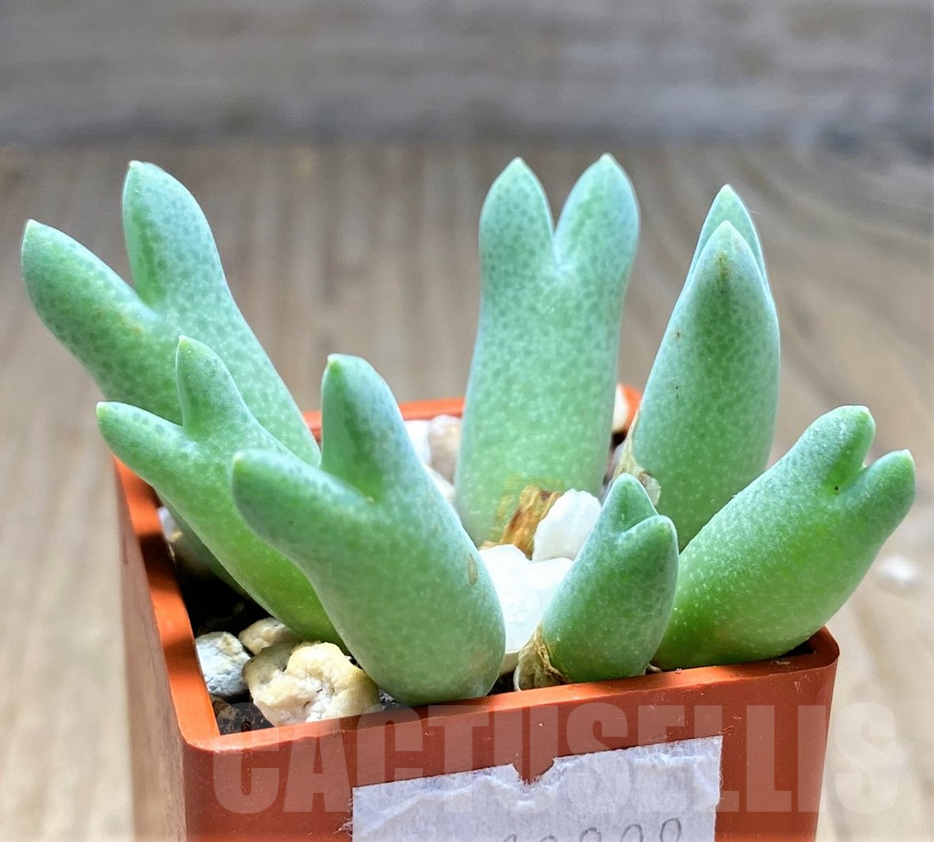 SHPR10808 Conophytum blandum