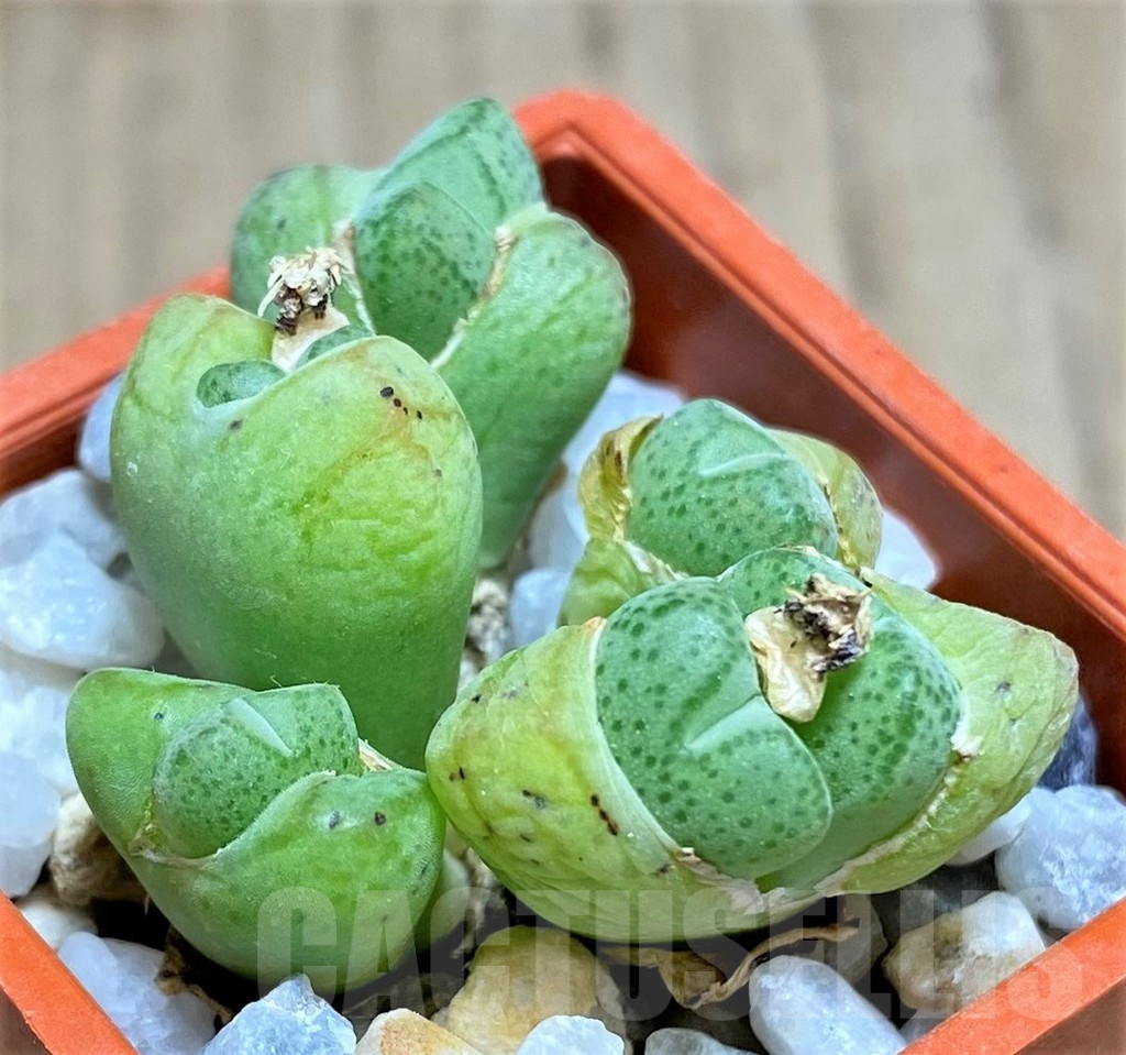 SHPR10810 Conophytum karamoepense