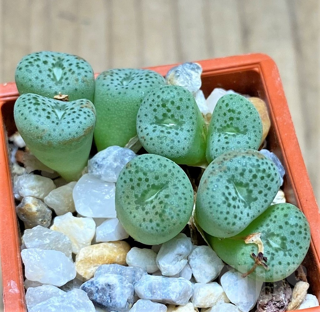 SHPR10813 Conophytum wettsteinii ssp. fragile