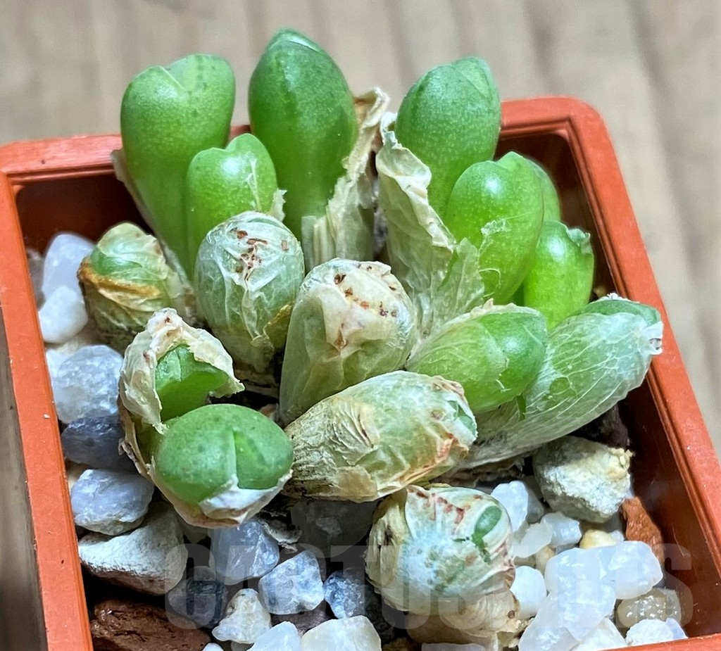 SHPR10814 Conophytum saxetanum - Image 2