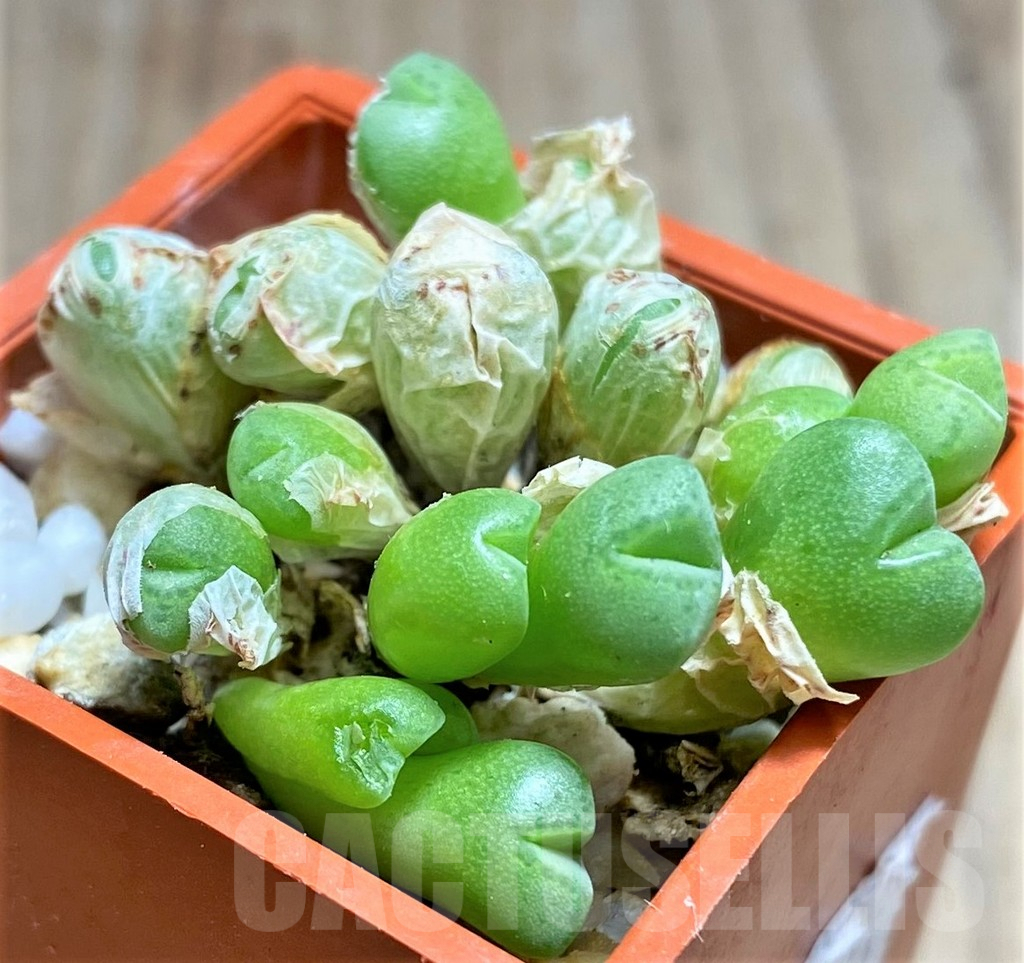 SHPR10814 Conophytum saxetanum