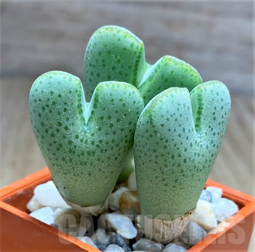 SHPR10815 Conophytum taylorianum subs. ernianum - Image 2