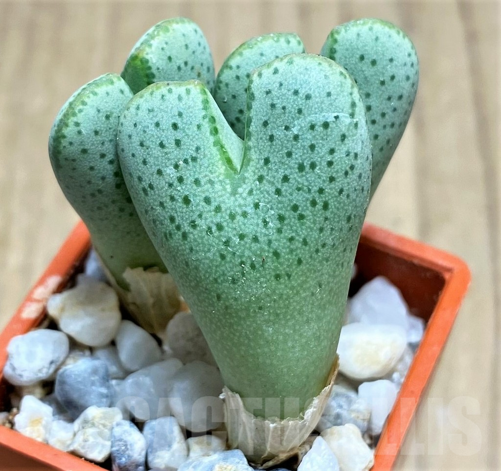 SHPR10815 Conophytum taylorianum subs. ernianum
