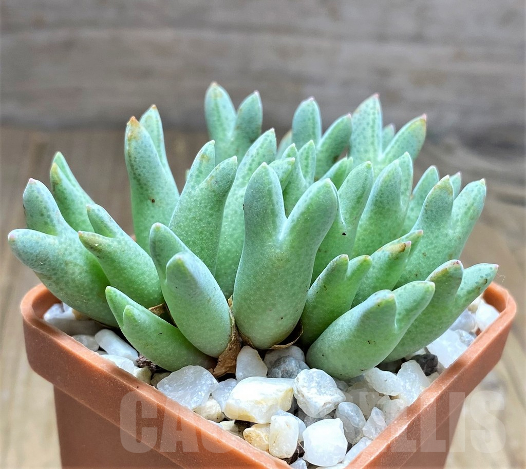 SHPR10818 Conophytum blandum ARM 985 -Naab Se Sekoop-