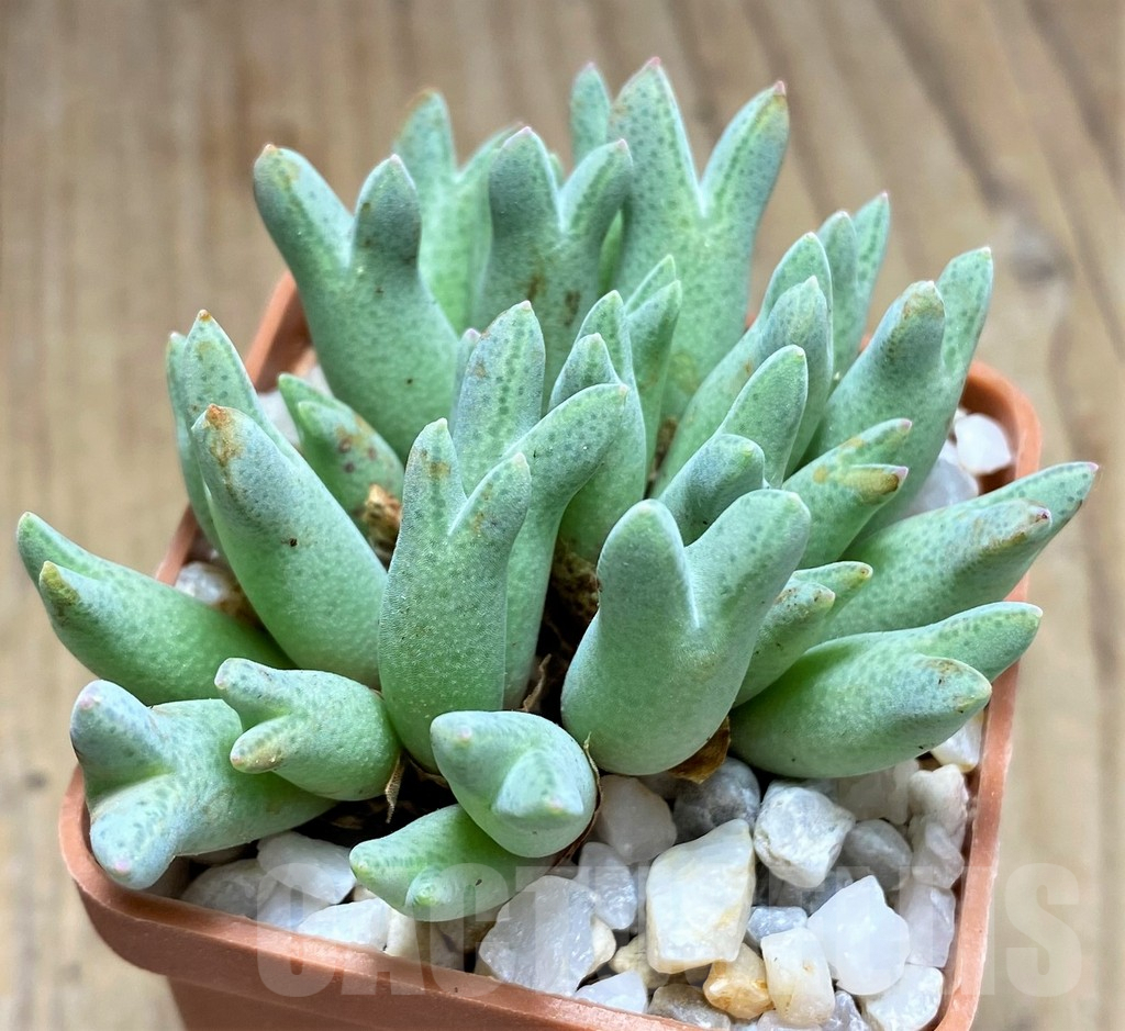 SHPR10818 Conophytum blandum ARM 985 -Naab Se Sekoop- – Bild 2