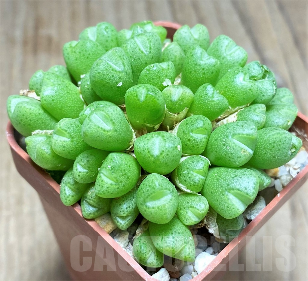 SHPR10819 Conophytum ficiforme