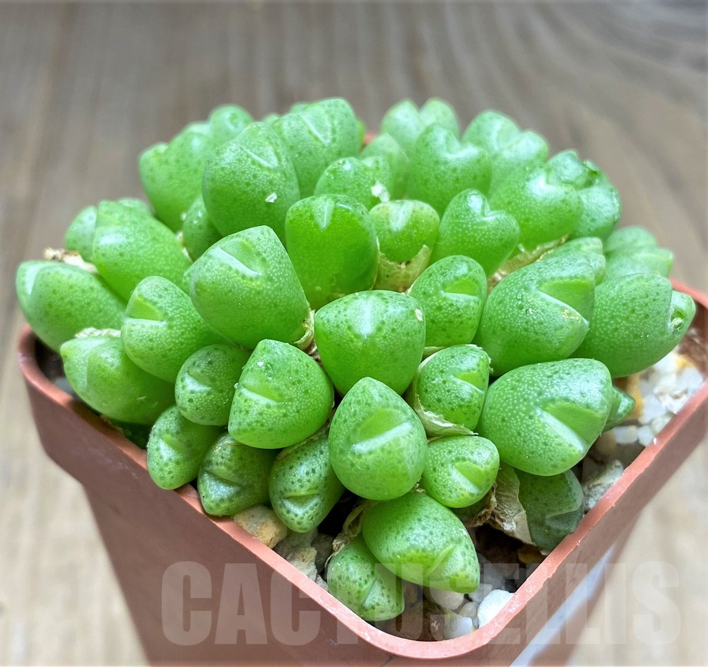 SHPR10819 Conophytum ficiforme - 画像 (2)