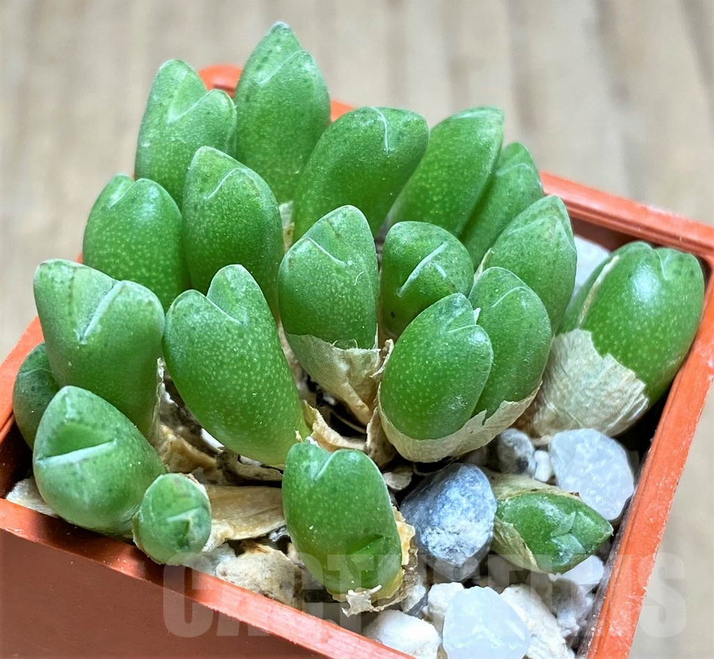 SHPR10822 Conophytum ficiforme - Image 2